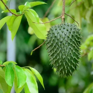 soursop leaves tea